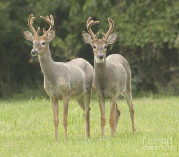 Whitetail Deer Art Print featuring the photograph Twin Young Bucks by Jim Lepard