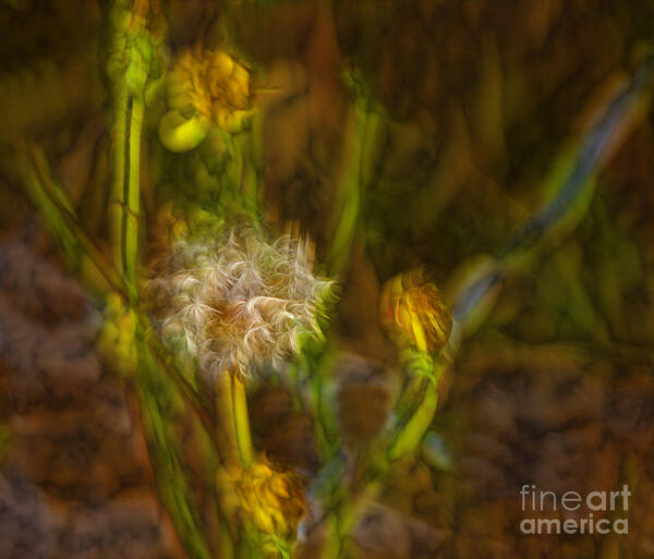 Dandelion Art Print featuring the photograph Weed Art by Shirley Mangini