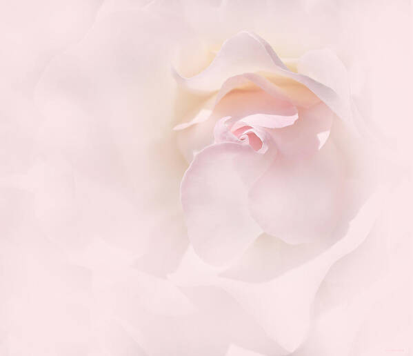Rose Art Print featuring the photograph Whispers of a Pink Rose by Jennie Marie Schell