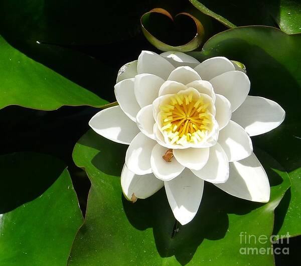 Flower Art Print featuring the photograph White Lotus Heart Leaf by Nora Boghossian