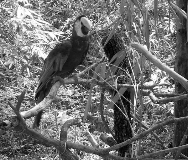 Wild Art Print featuring the photograph Wild Hawaiian Parrot Black and White by Joseph Baril