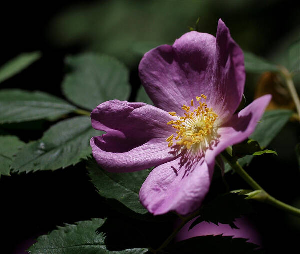 Purple Art Print featuring the photograph Wild Rose by Rona Black