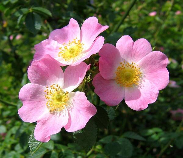 Wild Roses Art Print featuring the photograph Wild Roses 1 by Will Borden