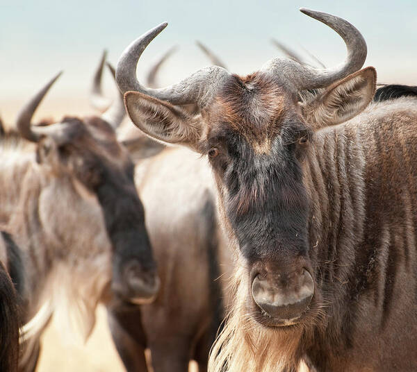 Horned Art Print featuring the photograph Wildebeest Connochaetes by Ignacio Palacios