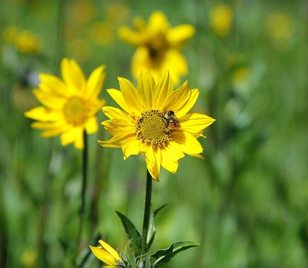 Colorado Art Print featuring the photograph Wildflower Bee by Danielle Marie