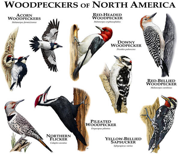 Acorn Woodpecker Art Print featuring the photograph Woodpecker Of North America by Roger Hall