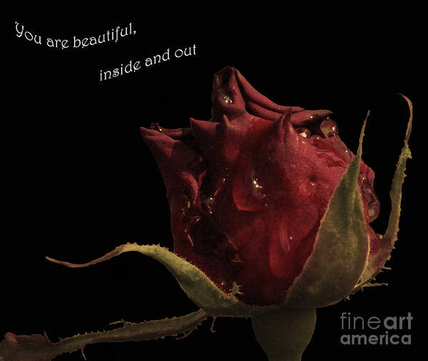 Rose Art Print featuring the photograph You are beautiful inside and out by Cassandra Buckley