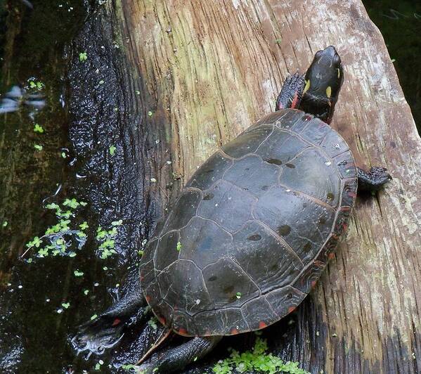 Reptiles Art Print featuring the photograph You Can't Rush A Turtle by Lingfai Leung