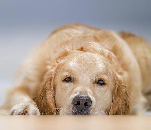 Photography Art Print featuring the photograph Young Golden Retriever Lying Down. Male by Animal Images