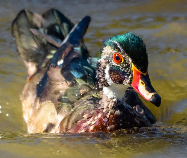  Art Print featuring the photograph Wood Duck #8 by Brian Stevens