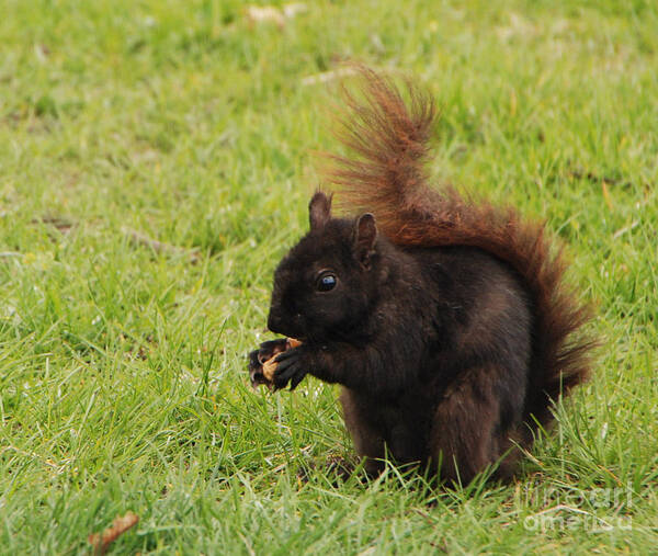 Black Art Print featuring the photograph Black Squirel Dines by Grace Grogan