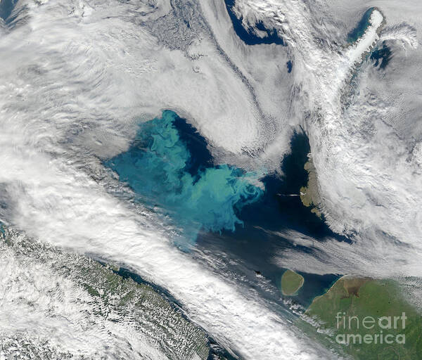 Barents Sea Art Print featuring the photograph Bloom In The Barents Sea by Nasa