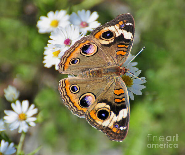 Butterfly Art Print featuring the photograph Buckeye Butterfly by Rodney Campbell