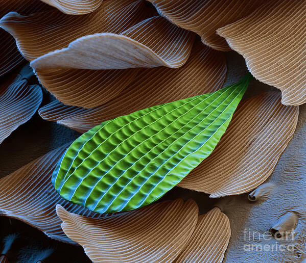 Science Art Print featuring the photograph Butterfly Wing Scale Sem by Eye of Science