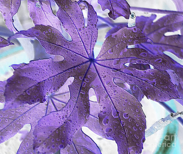 Castor Oil Plant Art Print featuring the photograph Castor Oil Plant Leaf by Sheila Laurens