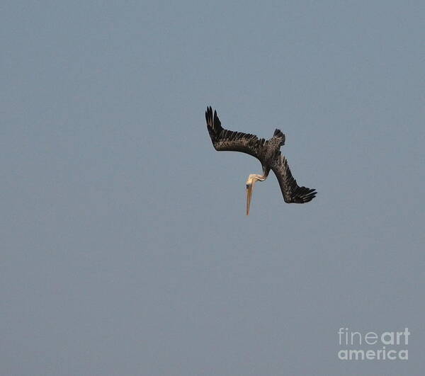 Pelican Art Print featuring the photograph Diving Pelican by Johanne Peale