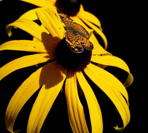 Butterfly Art Print featuring the photograph Double yellow Delight with a surprise by Kim Galluzzo