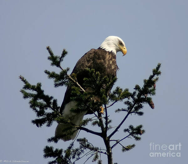  Art Print featuring the photograph Eagle Eye Vista by Mitch Shindelbower