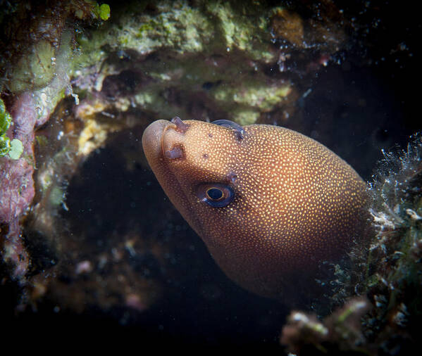 Belize Art Print featuring the photograph Golden tail eel by Jean Noren