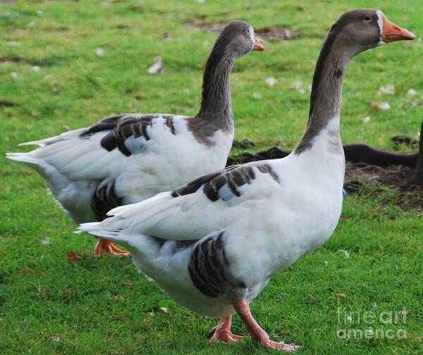 Geese Art Print featuring the photograph Ignore Him by Marcus Dagan