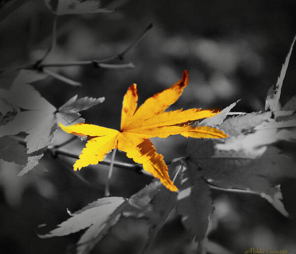 Autumn Art Print featuring the photograph Illuminated Leaf by Mikki Cucuzzo