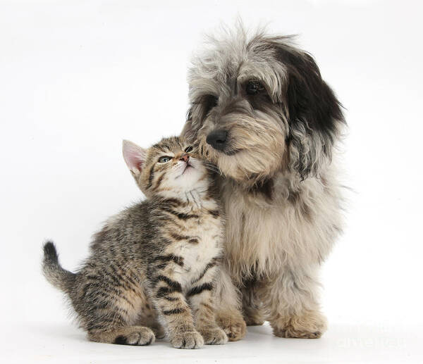 Nature Art Print featuring the photograph Kitten And Daxie-doodle Puppy by Mark Taylor
