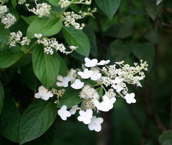 Photo Art Print featuring the photograph Lace Hydrangeas by Barbara S Nickerson