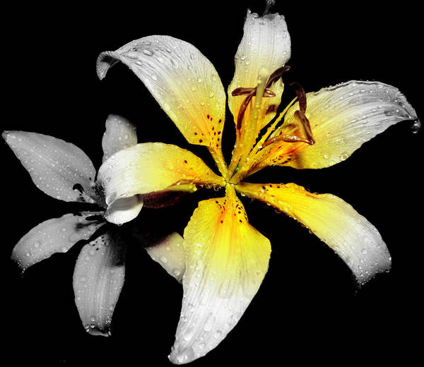 Lily Art Print featuring the photograph Lily In Focal Black And White by Kim Galluzzo