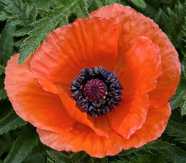 Nature Art Print featuring the photograph Poppy II by Michael Friedman