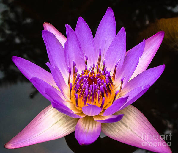 Waterlily Art Print featuring the photograph Purple Tips by Stacy Michelle Smith