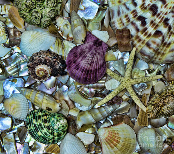 Shells Art Print featuring the photograph Sea Treasure - square format by Paul Ward