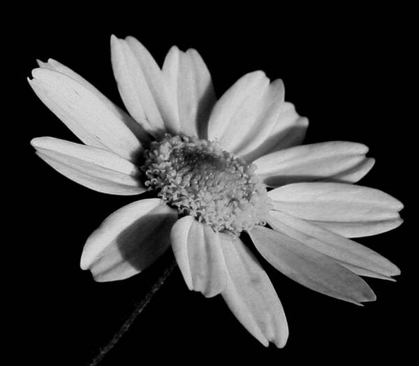 Daisy Art Print featuring the photograph Standing Alone by Karen Harrison Brown