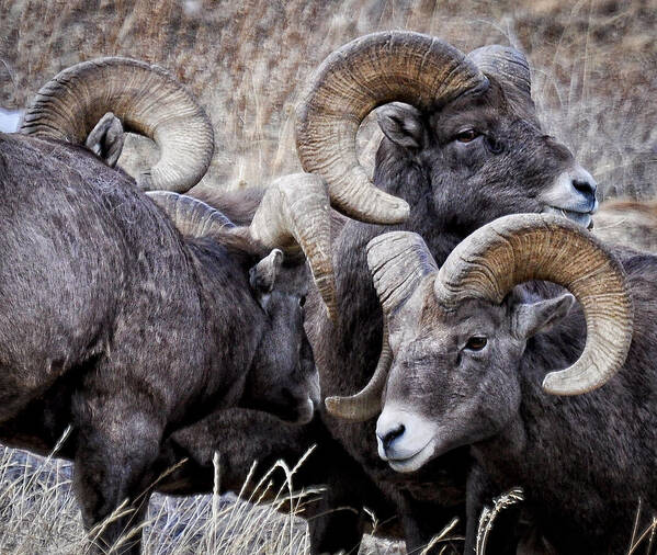 Rocky Mountain Bighorn Art Print featuring the photograph Stare Down by Kevin Munro