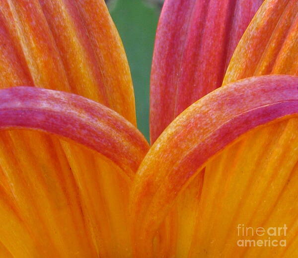 Flower Art Print featuring the photograph Sturdiness by Tina Marie