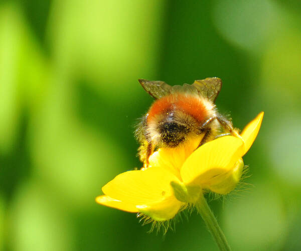 Bee Art Print featuring the photograph Walking on Sunshine by Ronda Broatch