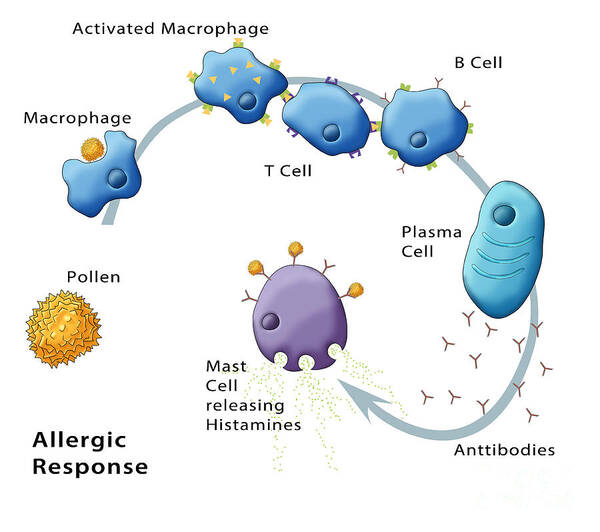 Medical Art Print featuring the photograph Allergic Response, Illustration #1 by Monica Schroeder