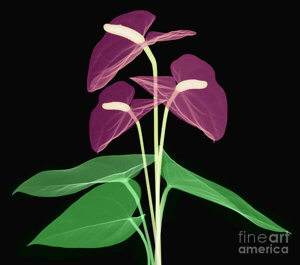 Science Art Print featuring the photograph Anthurium Flowers, X-ray #1 by Ted Kinsman