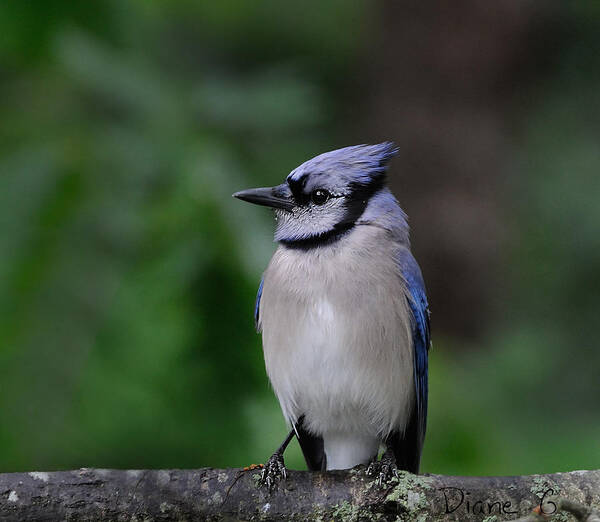 Blue Jay Art Print featuring the photograph Blue Jay #1 by Diane Giurco