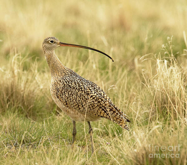 Bird Art Print featuring the photograph Long Billed Curlew by Dennis Hammer