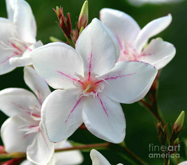 Oleander Art Print featuring the photograph Oleander Harriet Newding 2 by Wilhelm Hufnagl