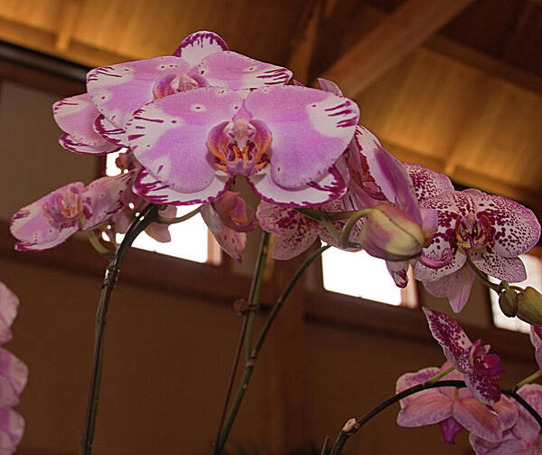 Orchid Art Print featuring the photograph Orchid #2 by Laurie Prentice