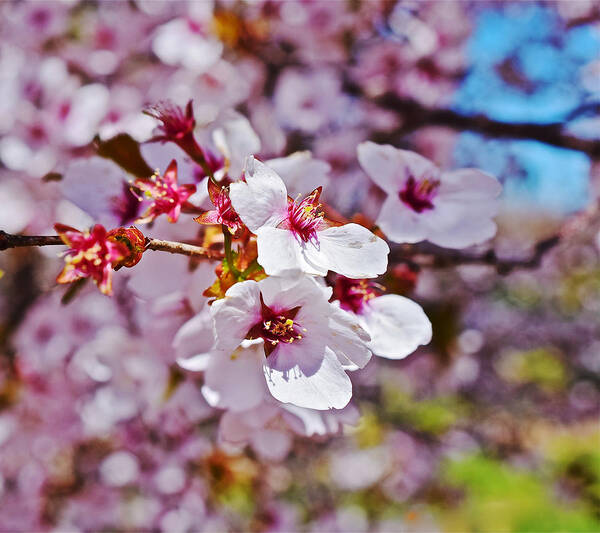 Cherry Blossoms Art Print featuring the photograph 2015 Early Spring Cherry Blossoms 1 by Janis Senungetuk