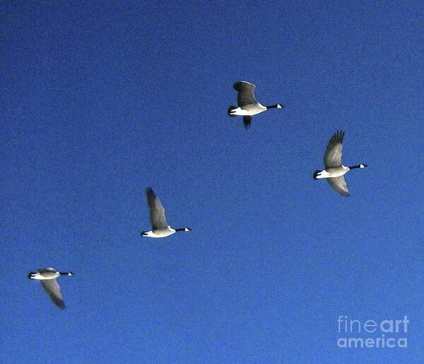 Geese Art Print featuring the photograph 4 Geese in Flight by Cindy Schneider