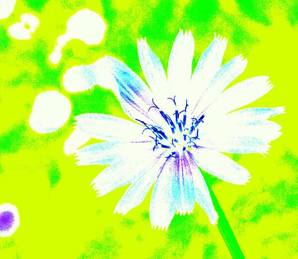 Floral Art Print featuring the photograph A Daisy a Day by Julie Lueders 