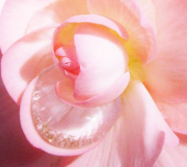 Soft Pink Art Print featuring the photograph A Drop of Love by Sharon Ackley