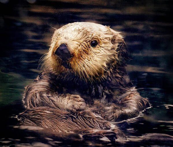 Jean Noren Art Print featuring the photograph Adorable Sea Otter by Jean Noren