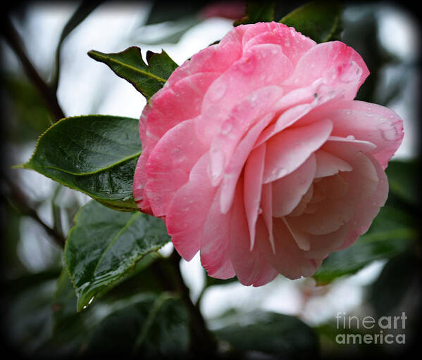 Botanical Art Print featuring the photograph After a March Rain by Eva Thomas