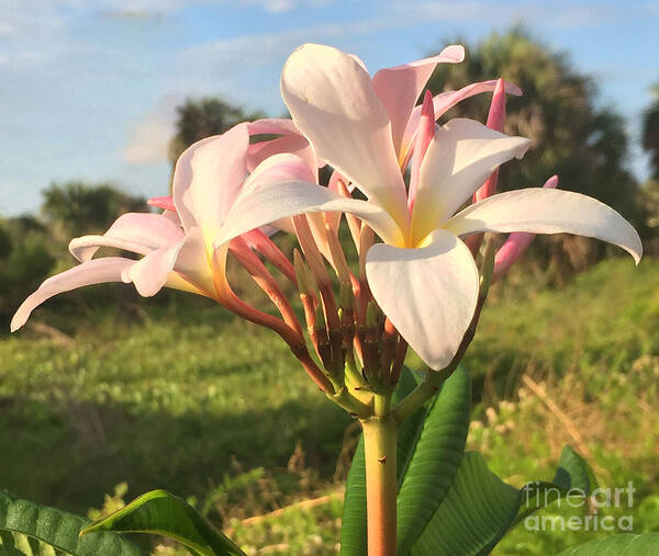 Plumeria Art Print featuring the photograph Aloha by LeeAnn Kendall