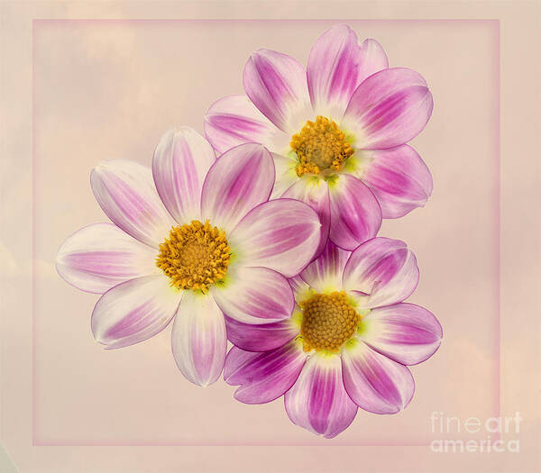 Flowers Art Print featuring the photograph Apopa Sky by Ann Jacobson