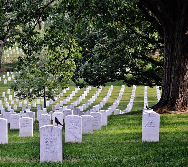 Cemetery Art Print featuring the photograph Arlington by Eileen Brymer